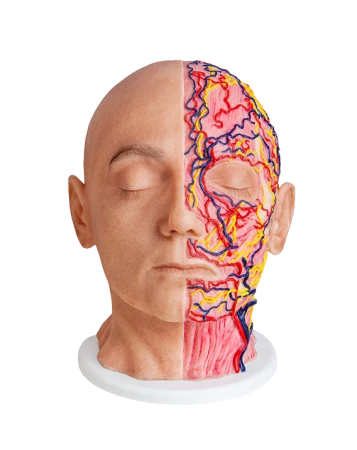 Anatomiczny model L18
