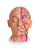 Anatomiczny model L18
