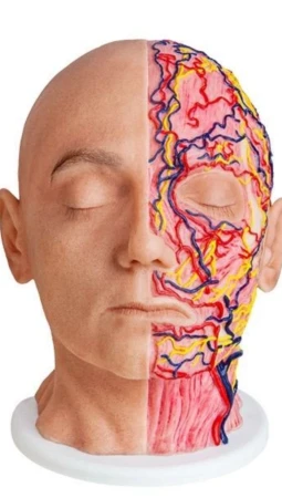 Model anatomiczny twarzy