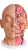 Model anatomiczny twarzy